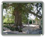 400 year old plane tree * 400 year old plane tree * 752 x 593 * (163KB)